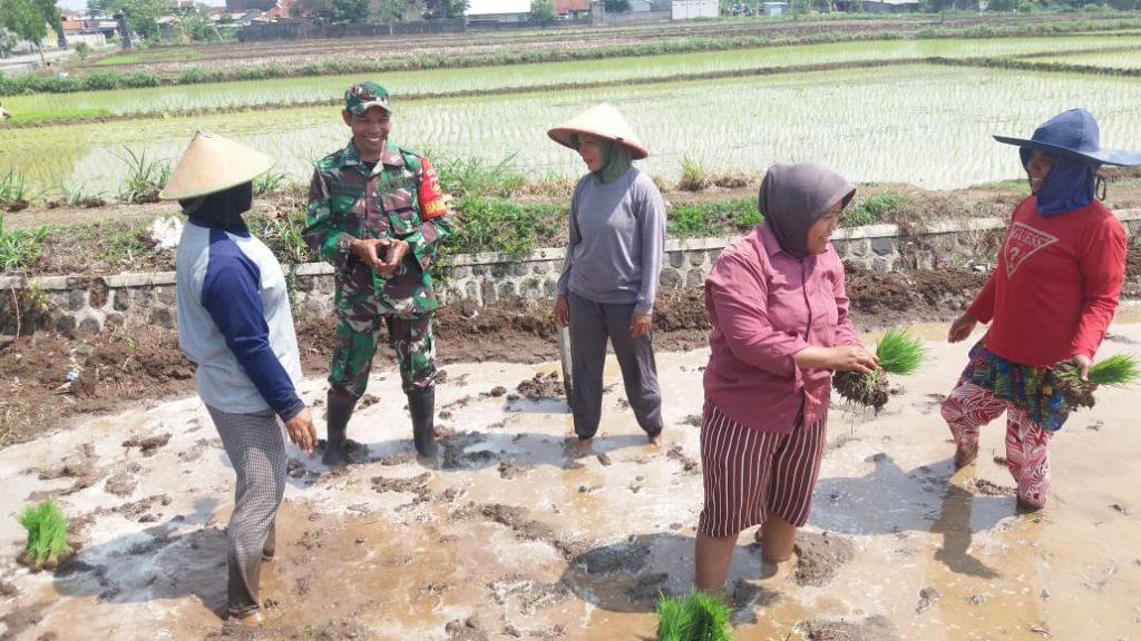 Swasembada Pangan, Babinsa Andong Terjun Ke Sawah 02