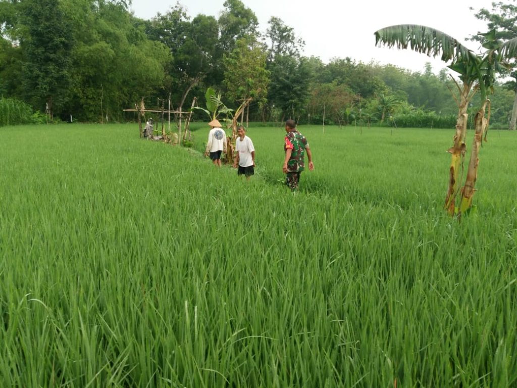 Turun ke Sawah, Babinsa Mojosongo Jadi Motivator dan Penyemangat Petani