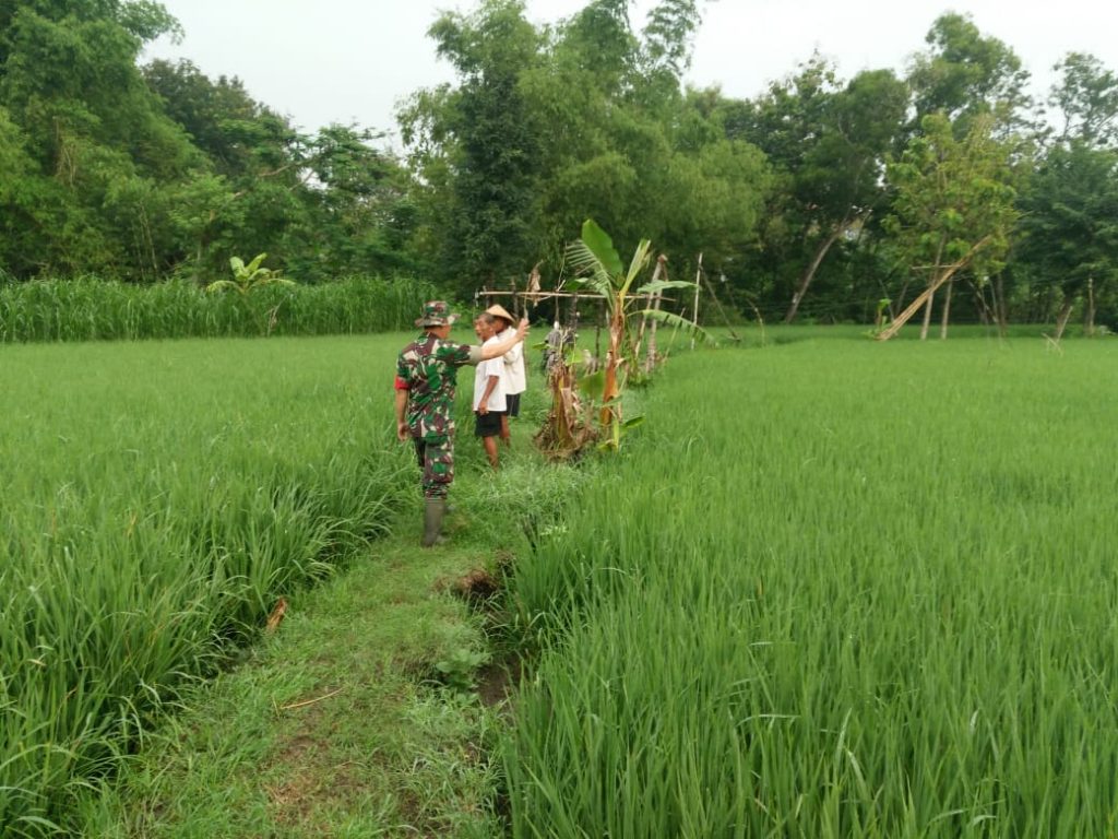 Turun ke Sawah, Babinsa Mojosongo Jadi Motivator dan Penyemangat Petani