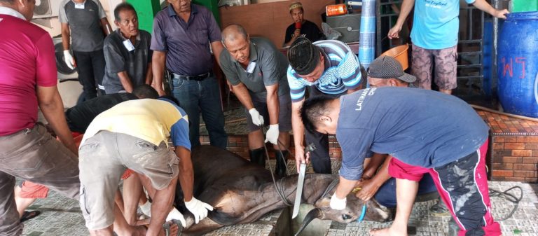 Idul Adha di Anambas, Mesjid Jamik Baiturrahim Tarempa Potong 13 Lembu Qurban