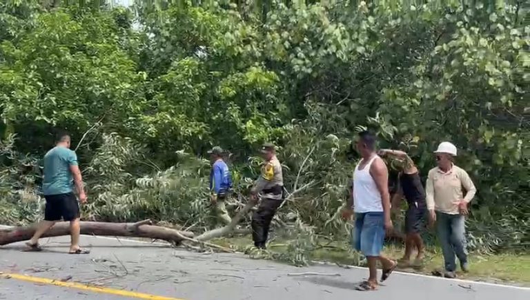 Pengendara Apresiasi Bhabinkamtibmas Desa Busung, Briptu Boy Raju Amankan Pohon Tumbang di Jalan Raya