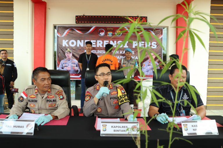Tanam Pohon Ganja, Pelaku Ditangkap oleh Satres Narkoba Polres Bintan