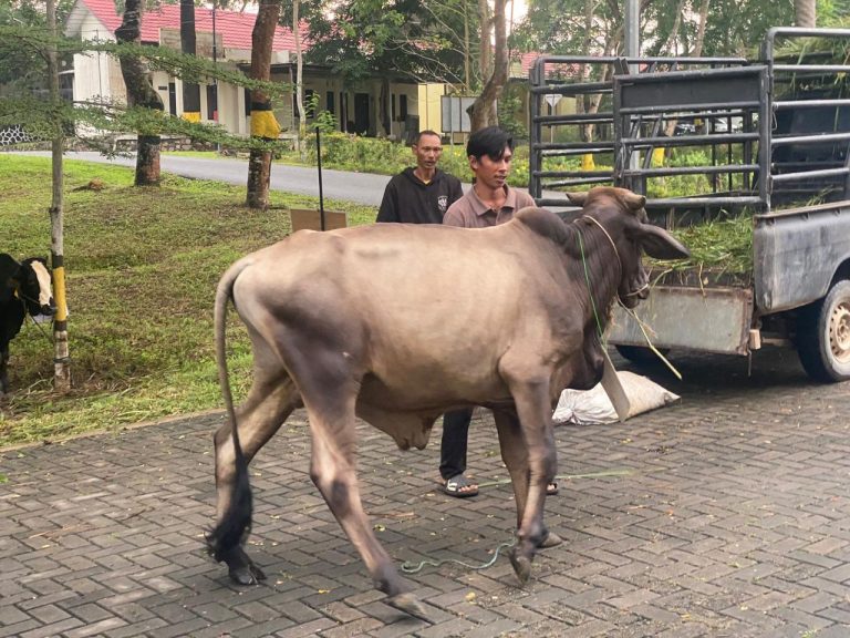 Irjen Pol Yan Fitri Serahkan Qurban 34 Ekor Sapi Untuk Warga Kota Batam