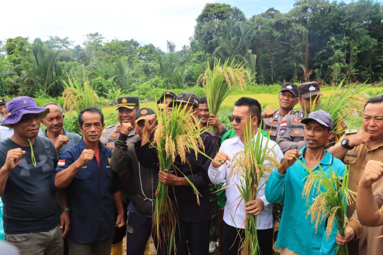 Panen Perdana Padi di Anambas, Bupati Aneng: Bukti Kebangkitan Sektor Pertanian Pesisir